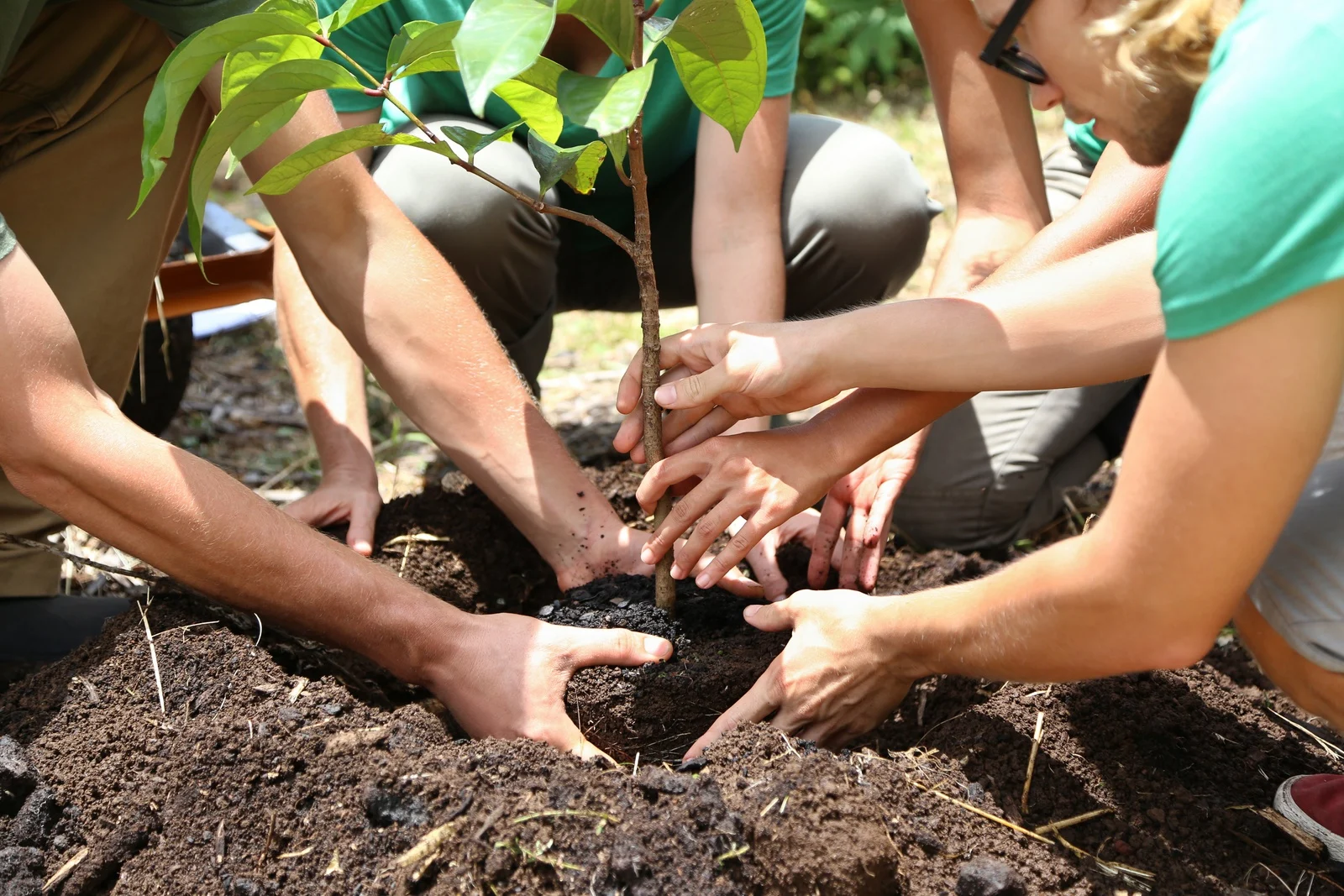 Illustrative tree planting image from the original Wirral Eco website