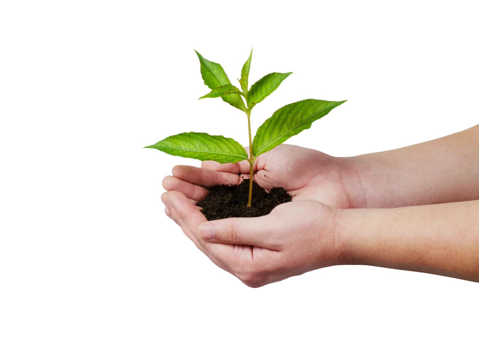 Hands holding a young plant — illustrative image